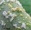 insects on plants up close