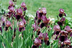 Maroon colored iris planted in a bed