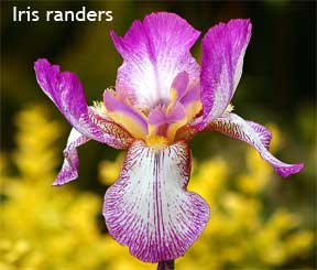Iris randers in Flower