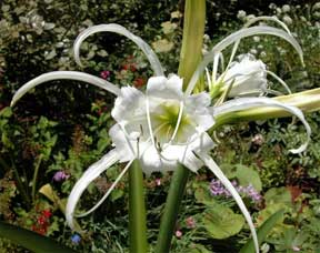Ismene or Peruvian Daffodil