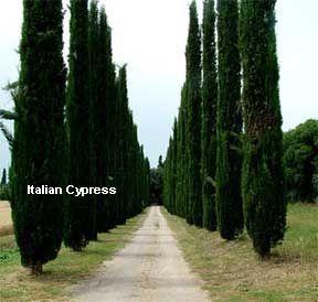mature Italian Cypress lining a road