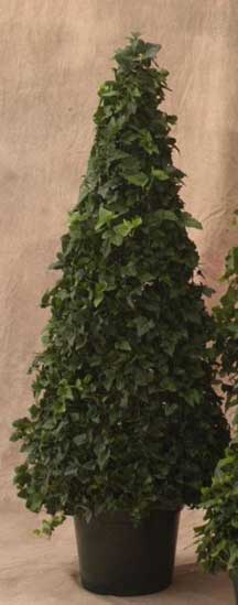 ivy topiary