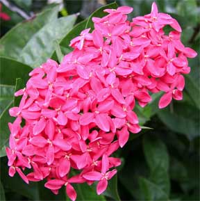 Ixora Nora Grant flowering