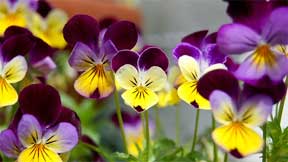 Colorful Johnny Jump Ups - Violas