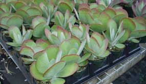 kalanchoe thyrsiflora