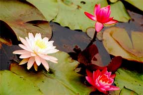 blooming water lilies at Kenilworth