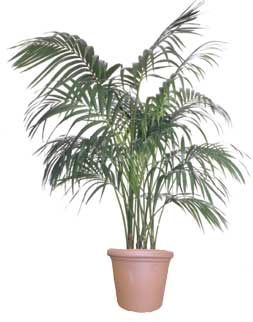 palm houseplant care