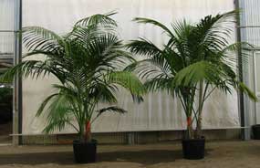 kentias are excellent slow growing indoor palms