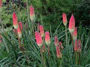 blooming kniphofias