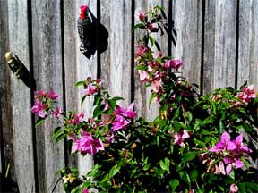 wood landscape fence with Bougainvillea