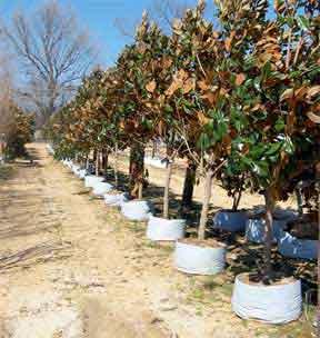 landscape trees