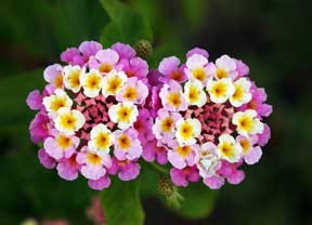 lantana for southern landscape color