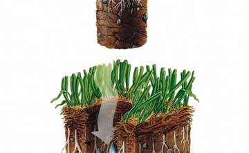 Lawn Aeration