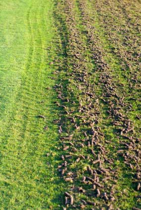 lawn aeration soil plugs or cores