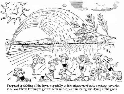 watering frequnetly late in the afternoon makes fungus grow easier