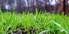 lawn sprouting