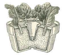African violet leaves rooting in pot drawing