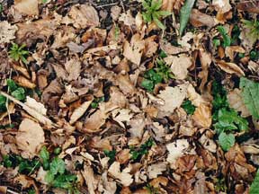 falls leaves ready for mulching