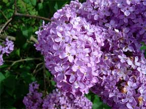 lilac tree bloom