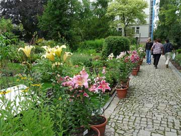 potted lilies growing outside in the garden