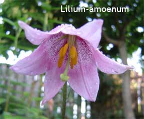Lilium Amoenum in flower