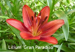 Lilium Gran Paradiso