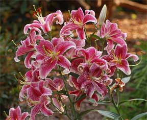 lilies in full bloom