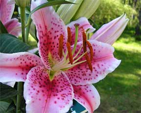 Pink dots lily