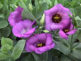 lisianthus-purple-809.jpg