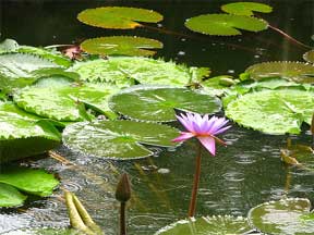 Sacred Lotus lily