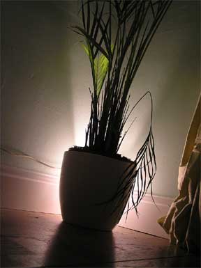 palm without enough light suffering
