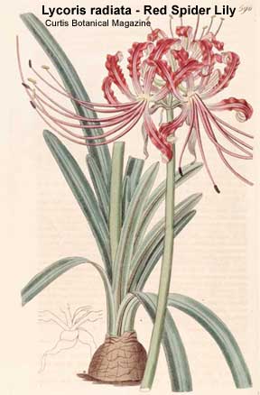 Red Spider Lily Lycoris Radiata