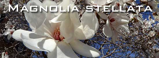 Blooming Magnolia stellata