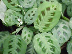 maranta care