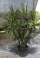 Dracaena marginata 14 inch Exotic