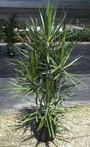 Dracaena marginata 12 inch Staggered