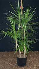 Dracaena marginata 14 inch Staggered form