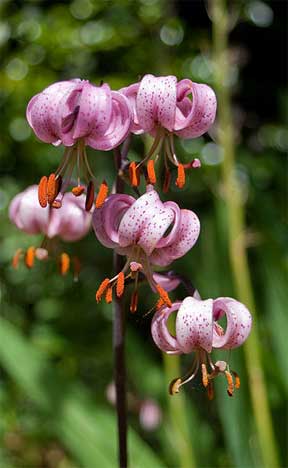 flowering martagon lily