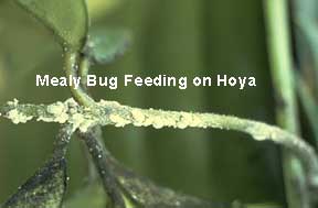 Mealy bug feeding on Hoya