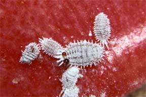 mealybugs up close