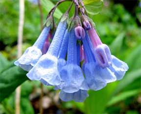 Mertensia virginica known as Virginia Bluebells