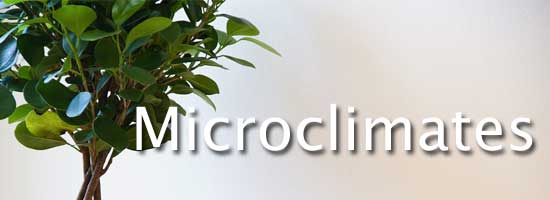 ficus braid in microclimate