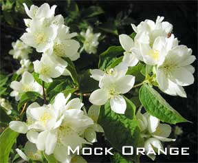 Blooming mock orange