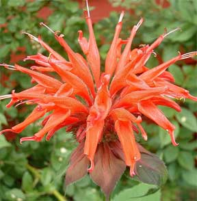 bee balm the monarda