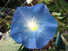 Heavenly Blue Morning Glory