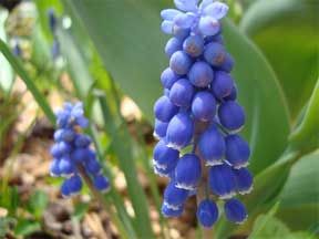 muscari in flower