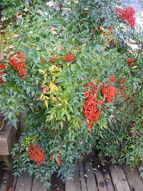 Nandina domestica growing on a deck