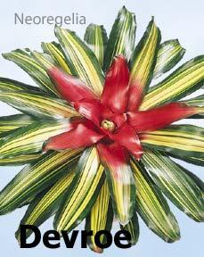 neoregelia-devroe.jpg