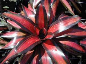 Neoregelia Margaret