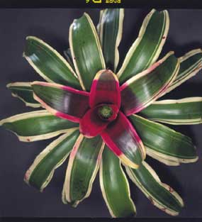 Neoregelia Morado